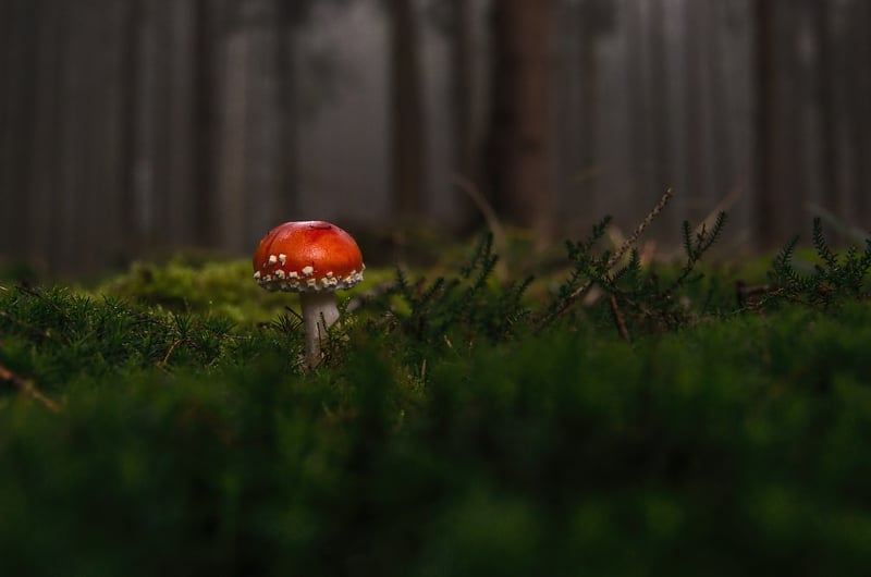Woodland Cake