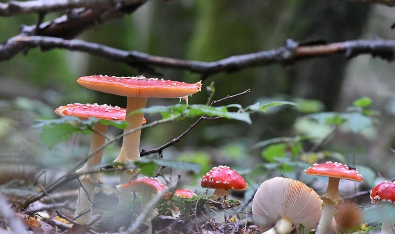 Enchanted Forest Theme